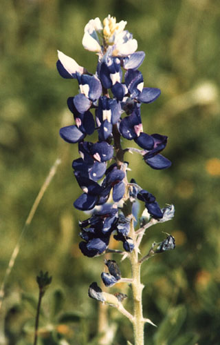 bluebonnet photo