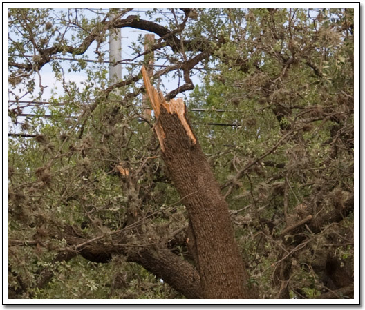 [Broken tree limbs]