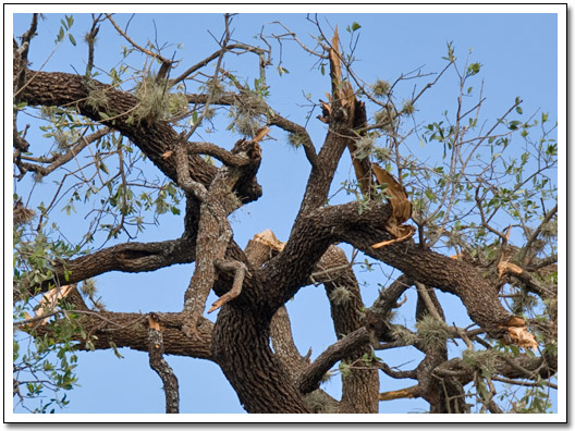 [Broken tree limbs]
