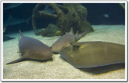 [ABQ Aquarium]