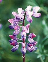 Alaskan Lupine