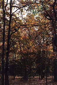 Mom's and Dad's back yard