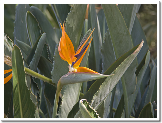 [Bird of Paradise flower]