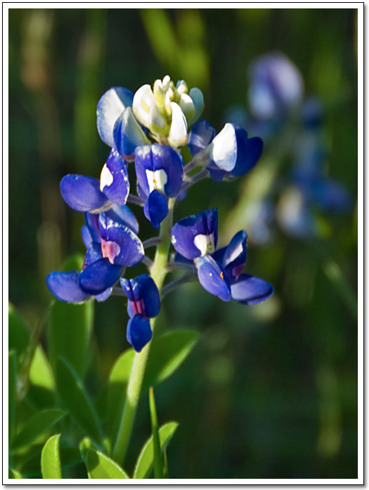 [Bluebonnet]