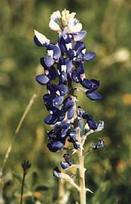 Bluebonnet