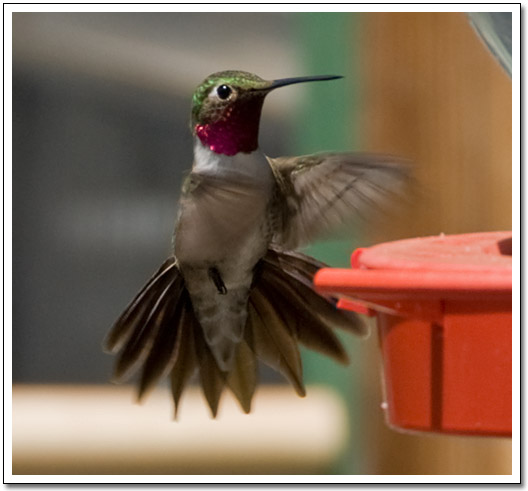 [Hummer at Breathe Inn]