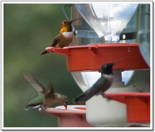 [Hummers at Breathe Inn]