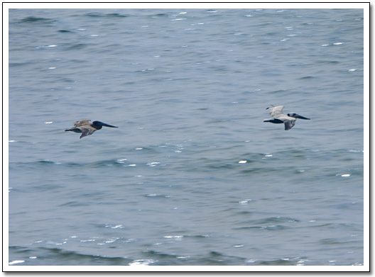 [Brown Pelicans]