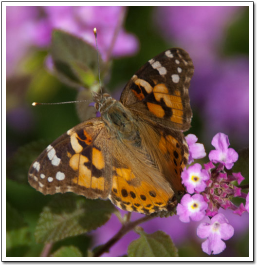 [Butterfly and lantana]
