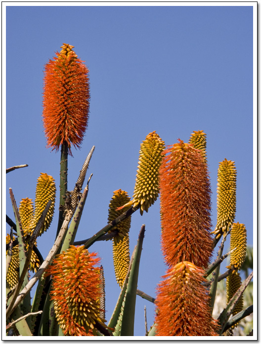 [Aloe Rupestris flower]
