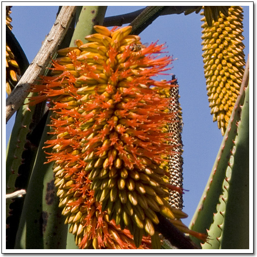 [Aloe Rupestris flower, close-up]