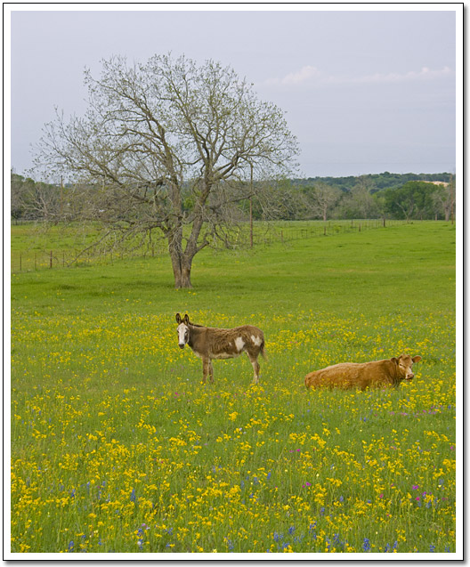 [Donkey and Cow in a field of wild flowers]