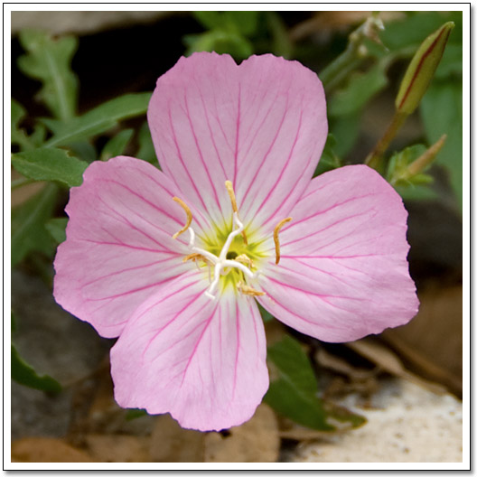 [Evening primrose]