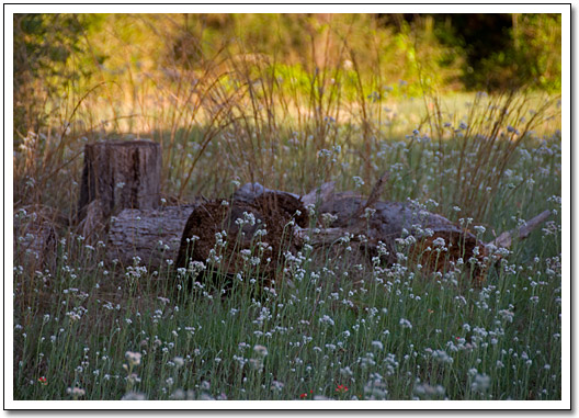 [Felled tree with white flowers]