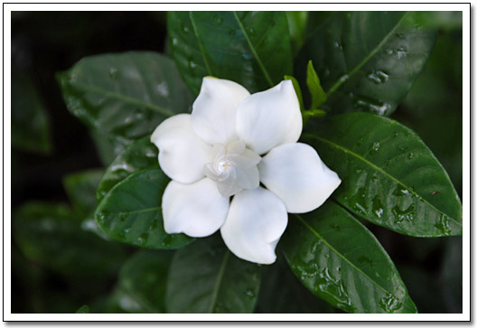 [Gardenia]