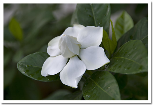 [Gardenia]