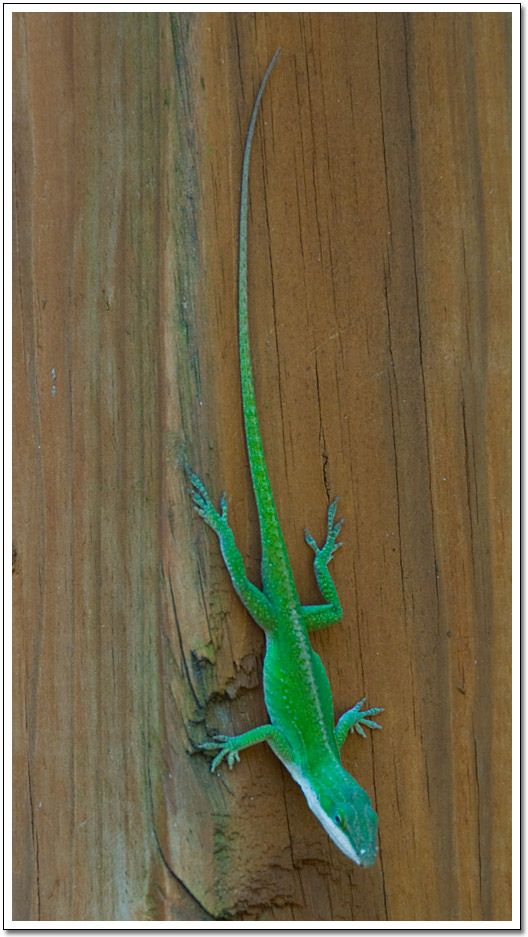 [Green Anole]