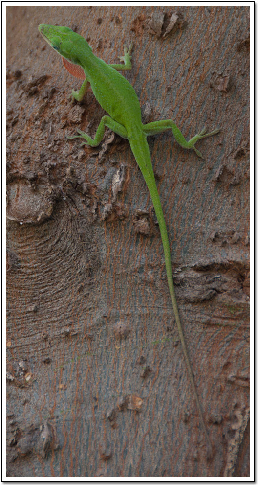 [Green anole]