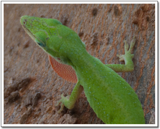 [Green anole]