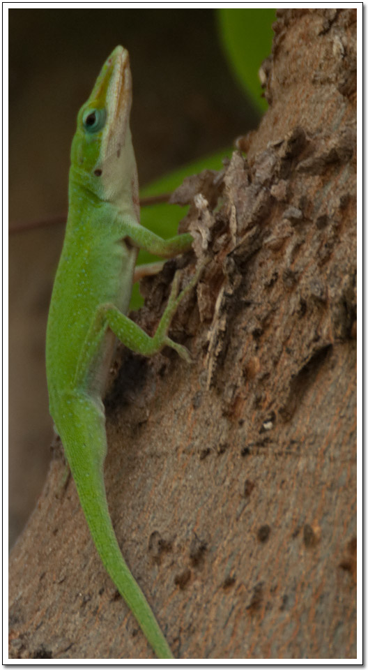 [Green anole]