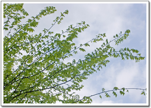 [Green leaves]