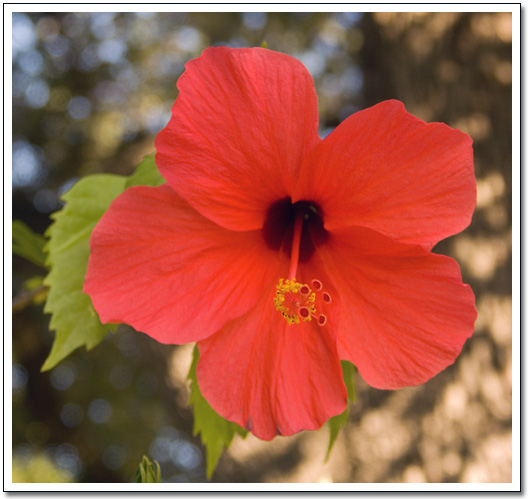 [Hibiscus]