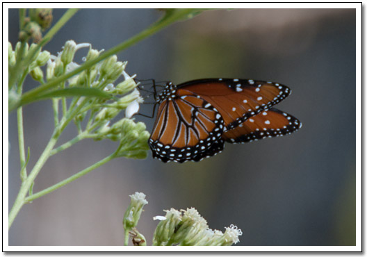 [Hamilton Pool butterfly]