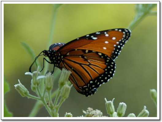 [Hamilton Pool butterfly]