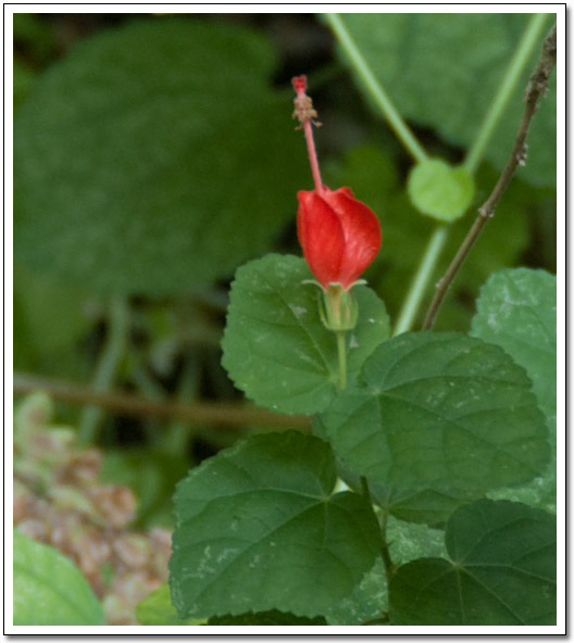 [Hamilton Pool flower]
