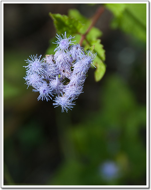 [Hamilton Pool flower]