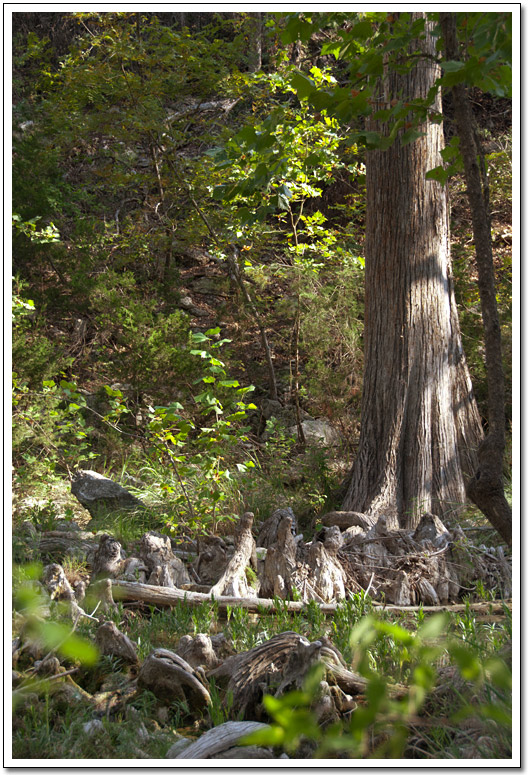 [Hamilton Pool trees]