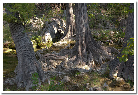 [Hamilton Pool trees]
