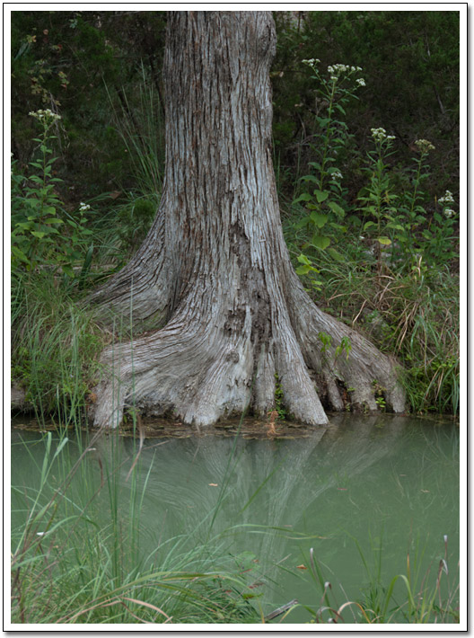 [Hamilton Pool tree]