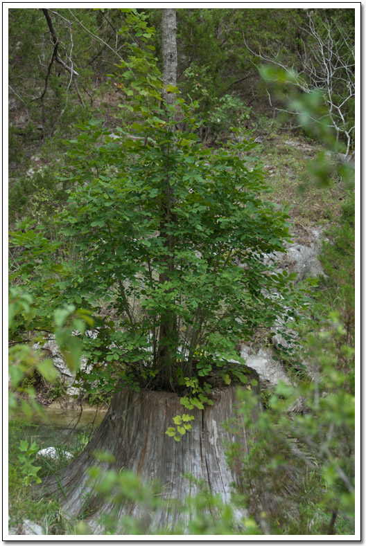 [Hamilton Pool tree]