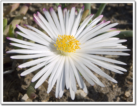 [Aizoaceae]