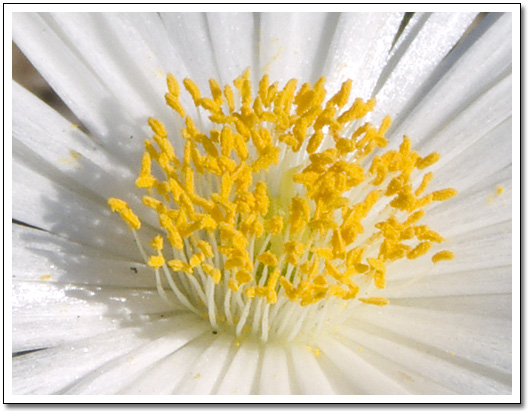 [Aizoaceae]