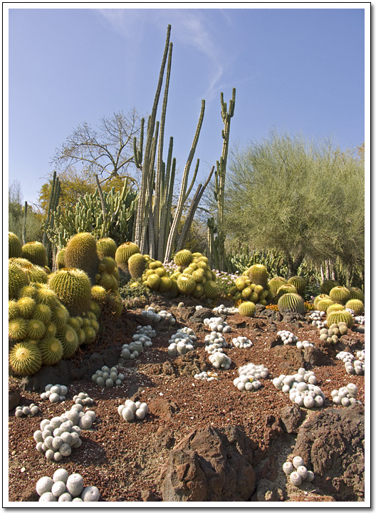 [Cactii]