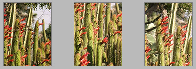 [Hummingbird thumbnails]