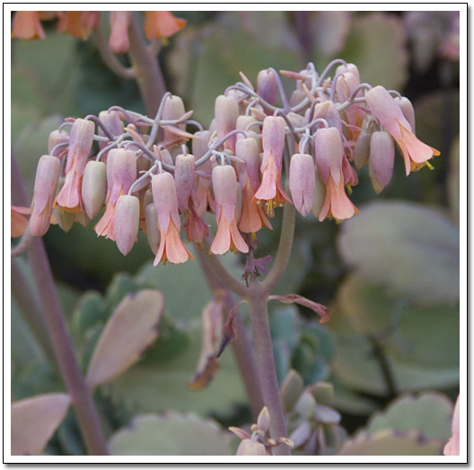 [Kalanchoe marnieriana]