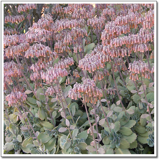 [Kalanchoe marnieriana]