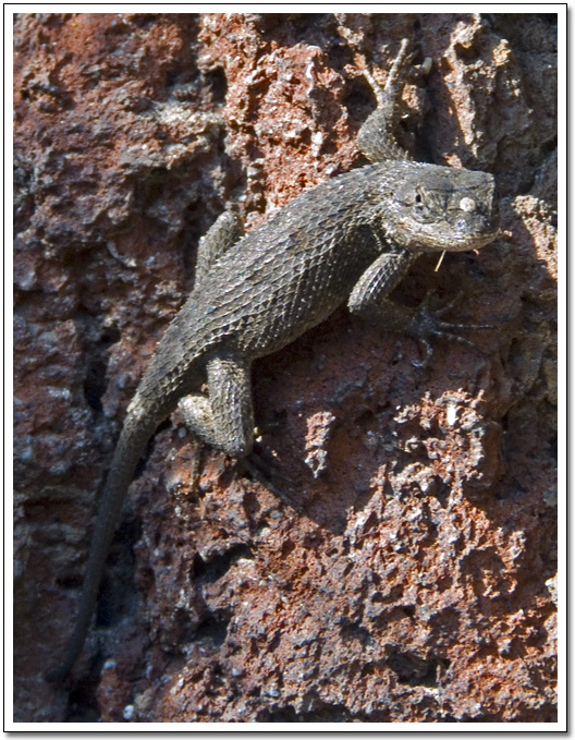 [Lizard]