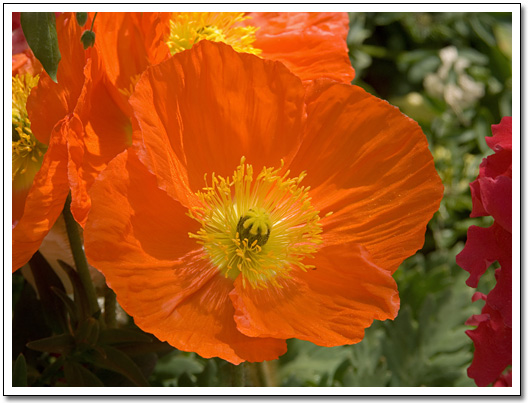 [Orange Flower]