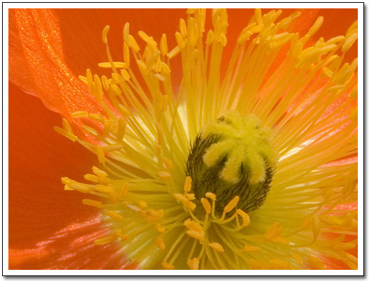 [Orange Flower Detail]