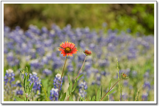 [Indian blanket]