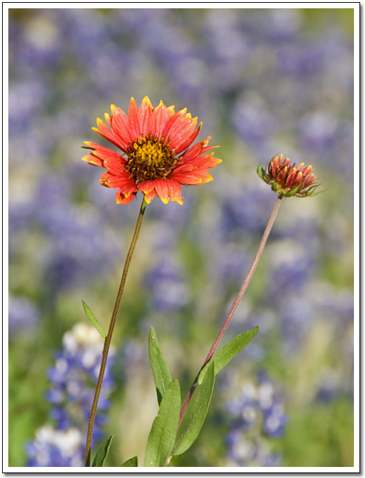 [Indian blanket]