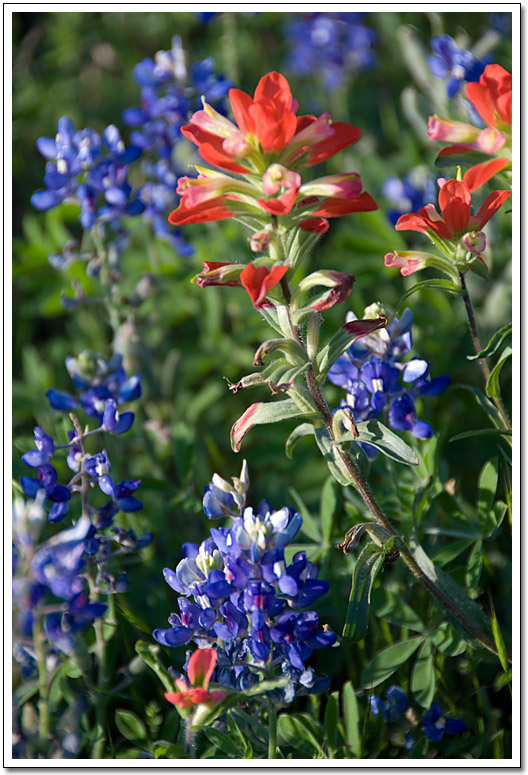 [Indian paintbrush]