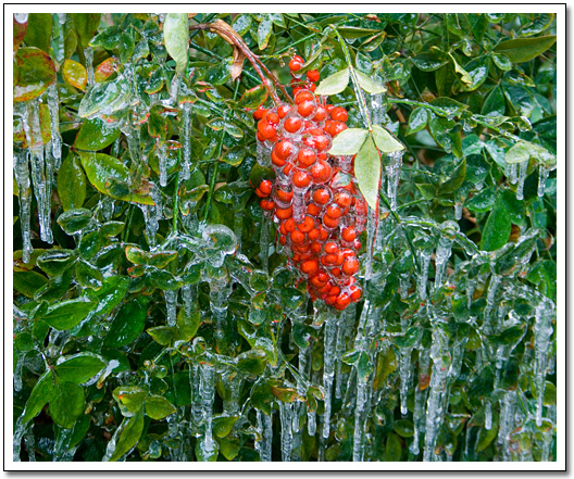 [Frozen red berries]