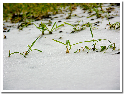 [Grass in the snow]