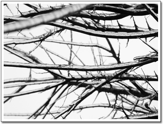 [Icy branches]