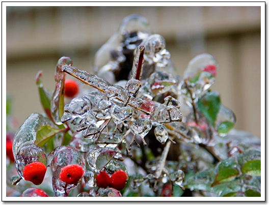 [Frozen berries]